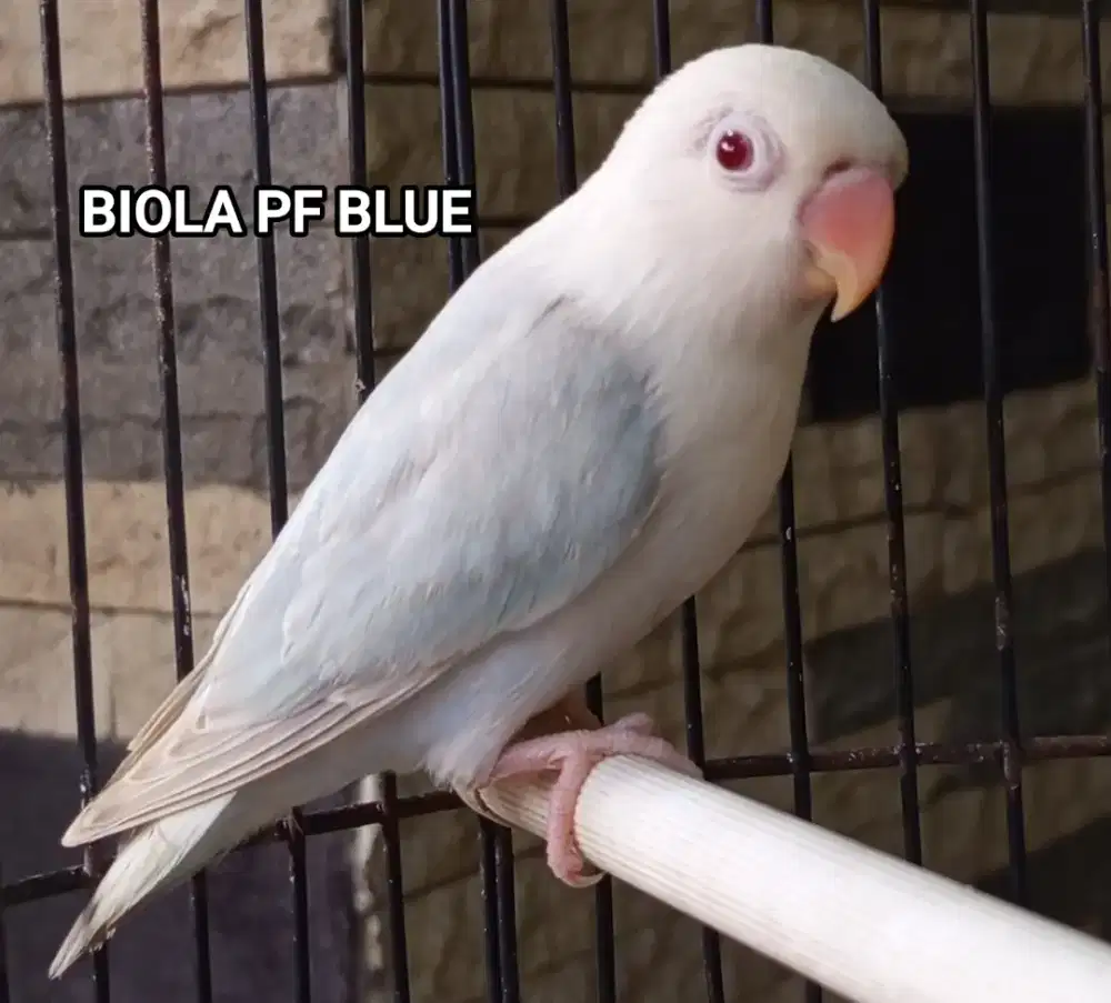 Lovebird Biola PF Blue