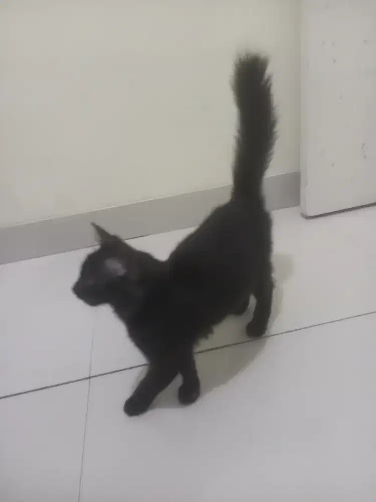 Lepas adobsi kitten persia