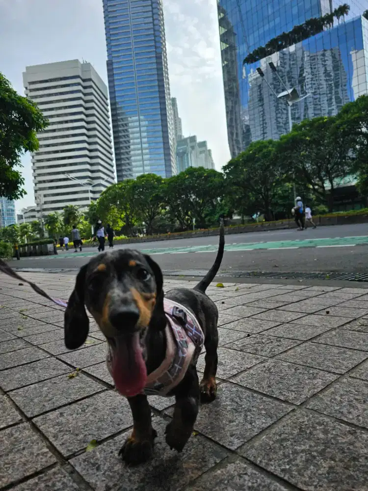 Anjing Dachshund