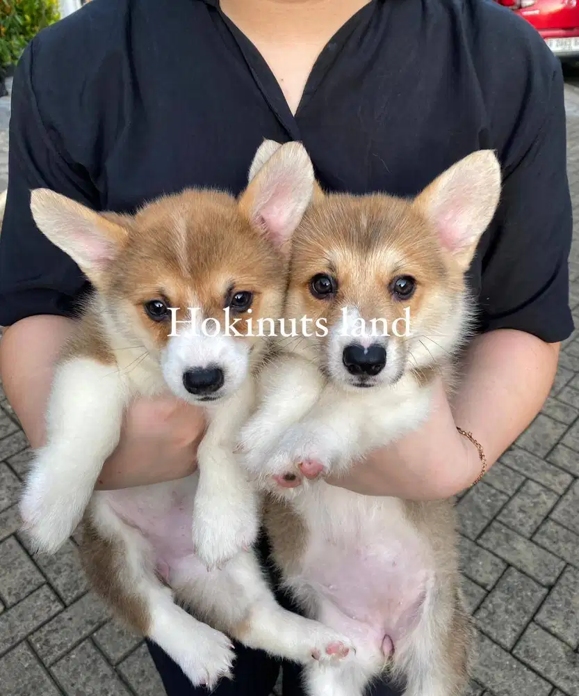 Dijual anak anjing puppy Corgi Betina Femal sable white vaksin stambum