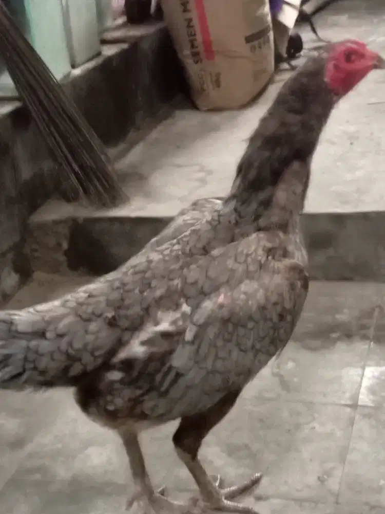 Babon bangkok jumbo mewah