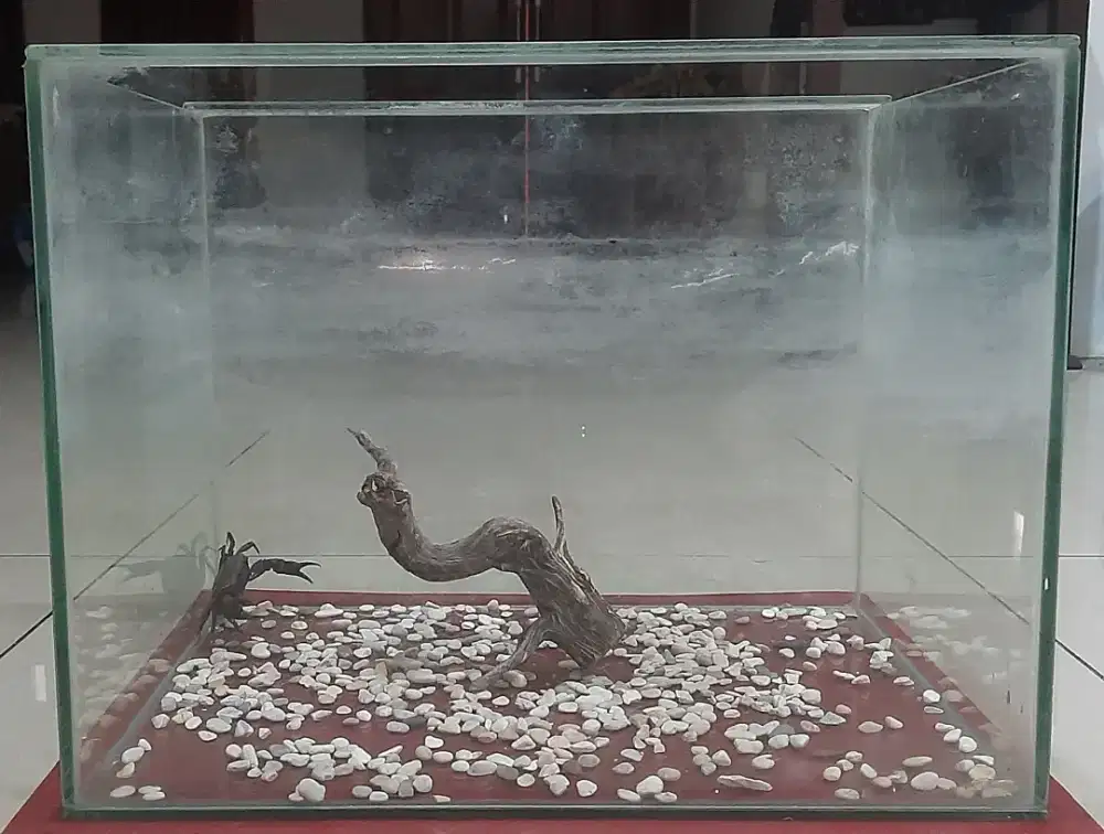 Dua aquarium ukuran kecil