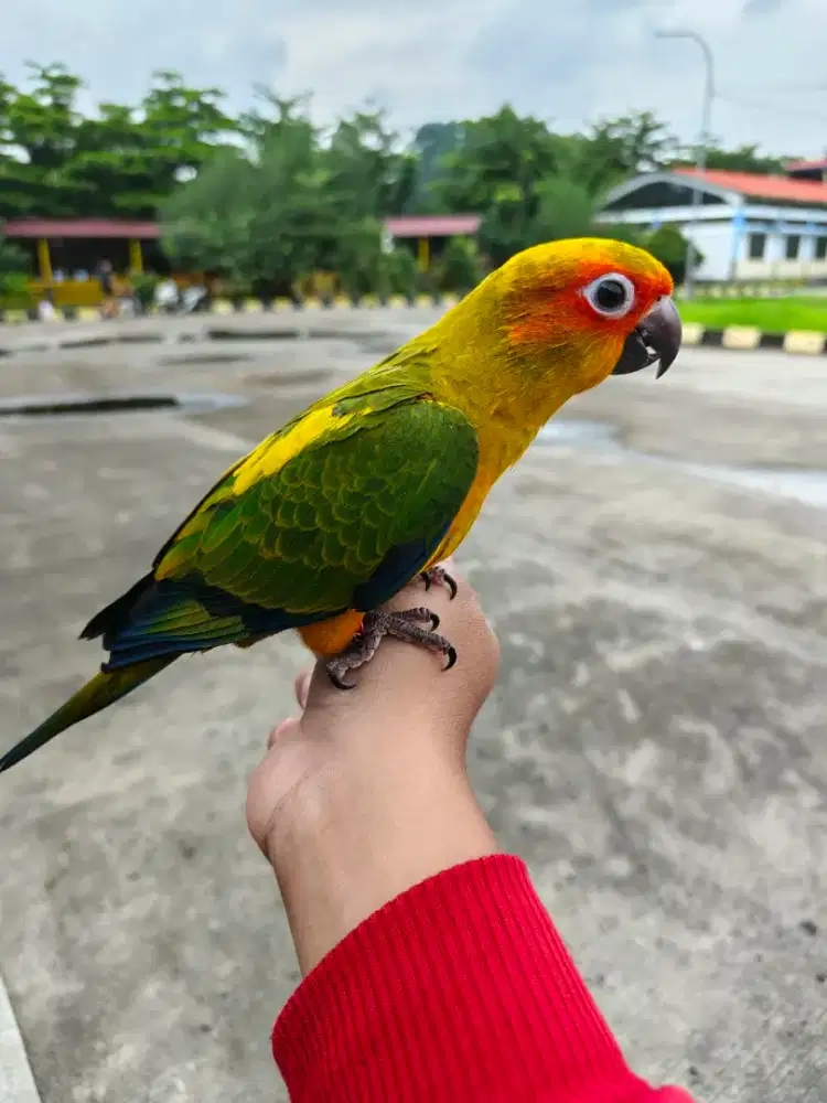 Burung Sun Conure skill free fly jinak total