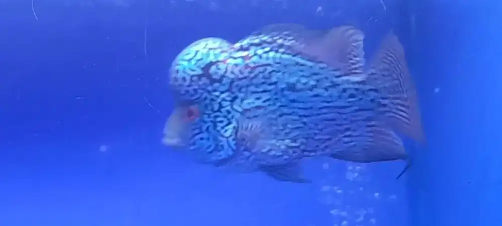 Ikan louhan cencu ajib muatiara bagus