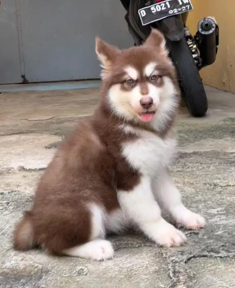 Alaskan malamute betina stambum puppy