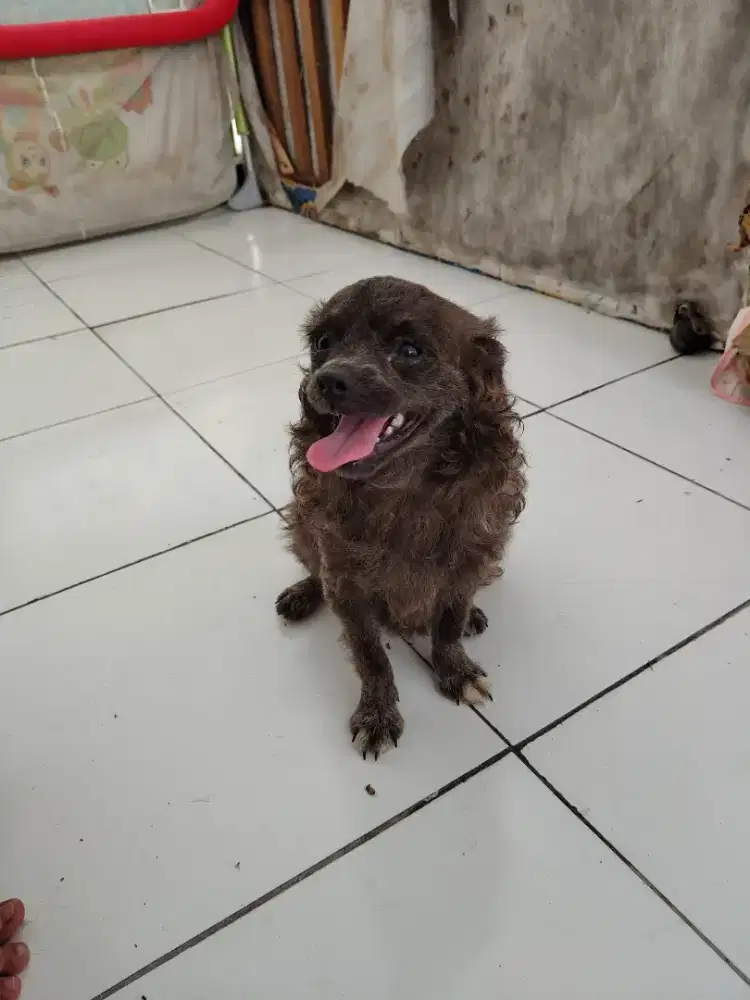 Anjing pom mix ganti pakan