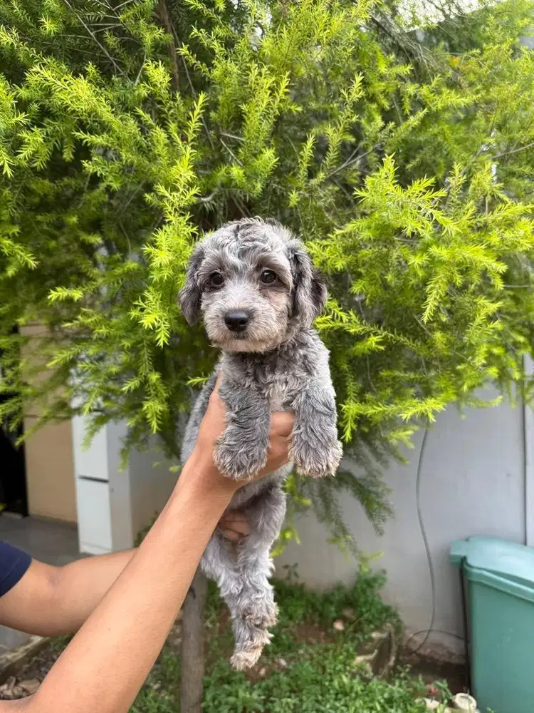 Tiny Betina 7 bln silver