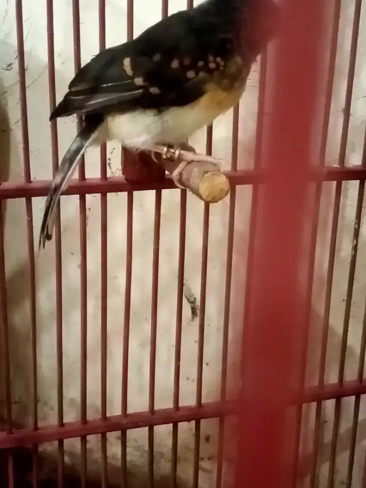 Trotol muray trah blorok