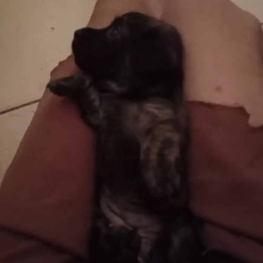 Anak anjing puppy mongrel mix pitbull tekel labrador