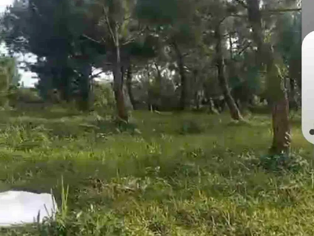 Di jual tanah murah .sangat cocok untuk pertanian peternakan dan investasi.