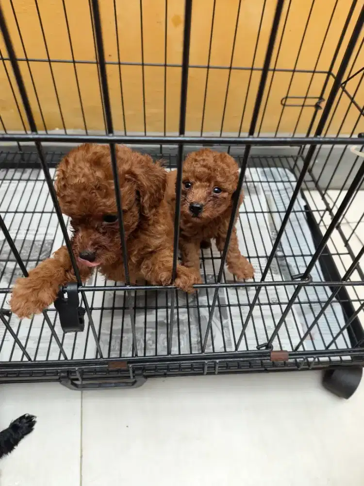 Dijual pupy red toy poodle