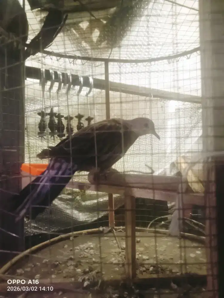 Tekukur Leo drak trah 2x3 umur 3 bulan