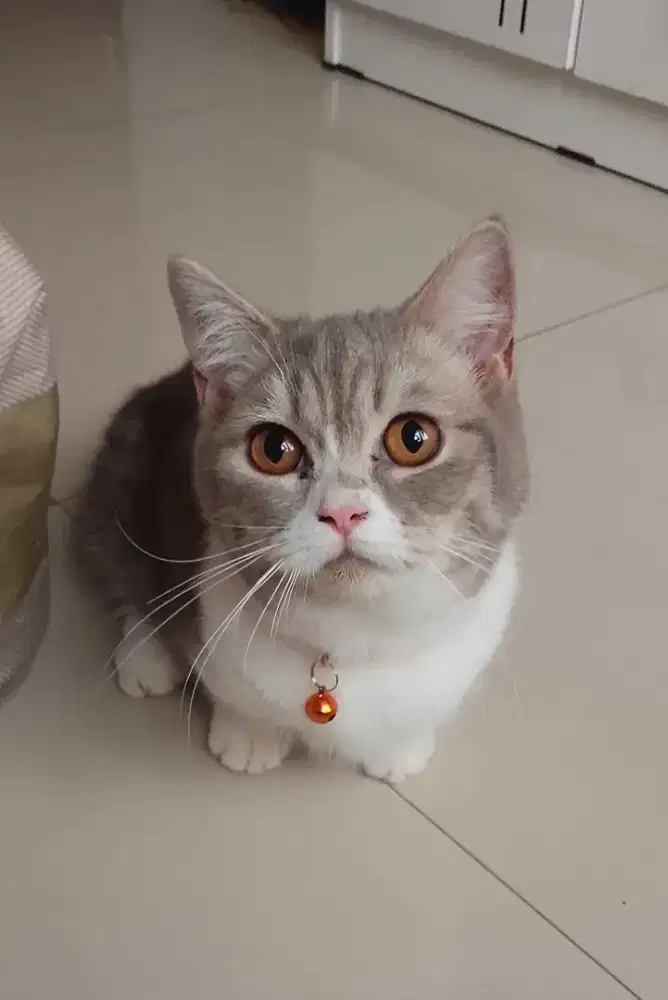 Kucing Munchkin british shorthair bsh british short hair