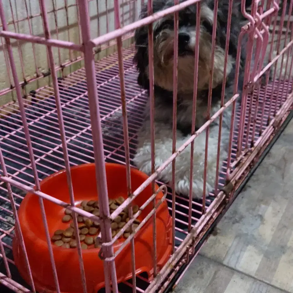 Penitipan Anjing Kecil