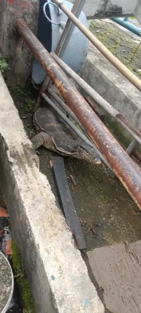 Biawak besar berat 4kg