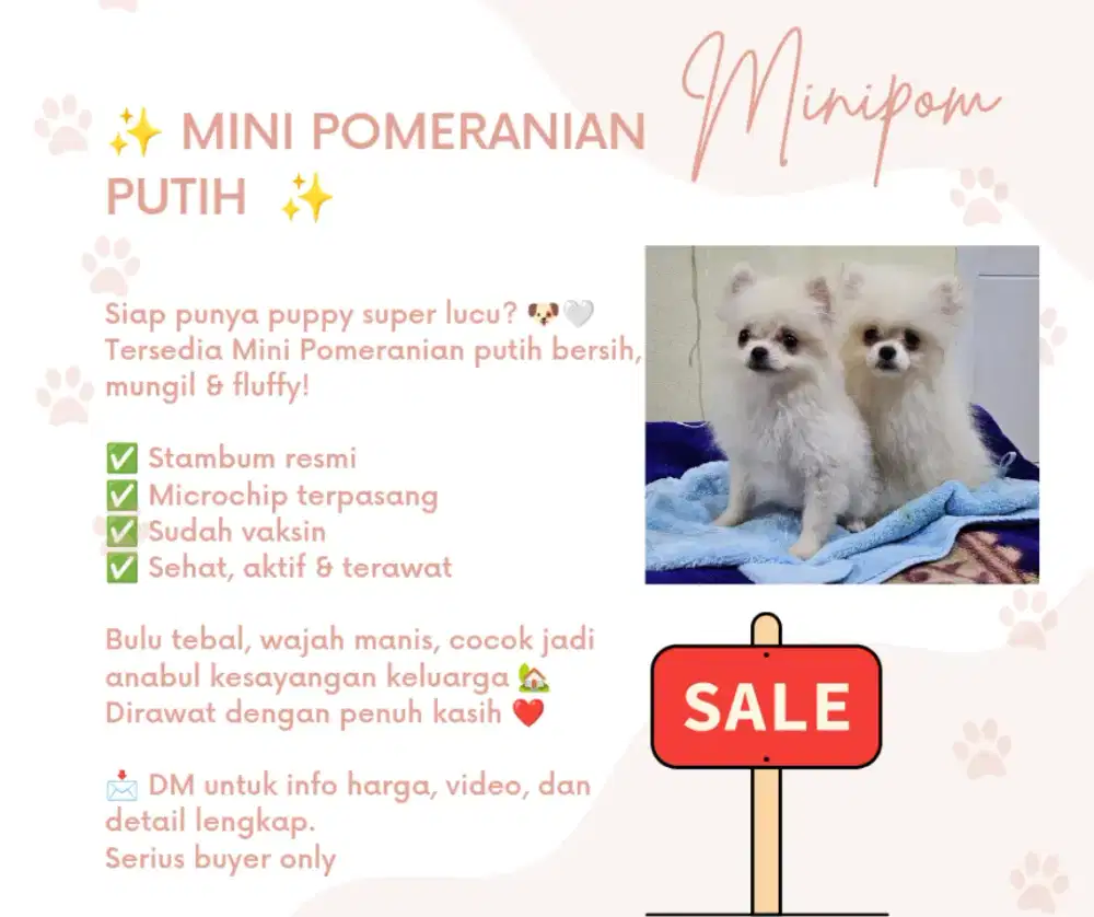 FOR SALE MINIPOM