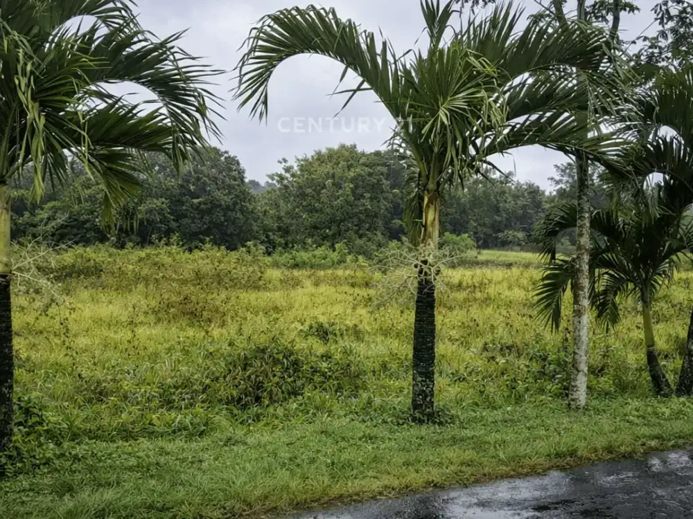 Dijual Tanah SMH Sawah Dekat Pasar Godean