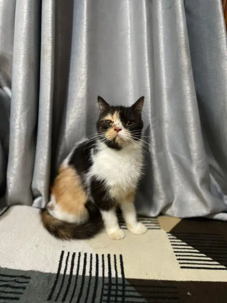 Bsh calico betina
