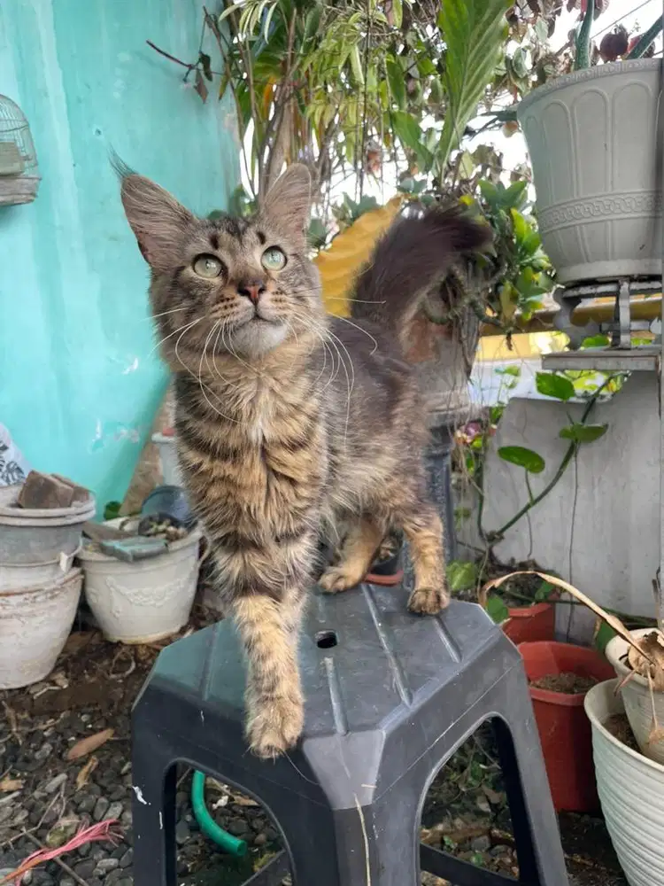 Mainecoon jantan parents ped