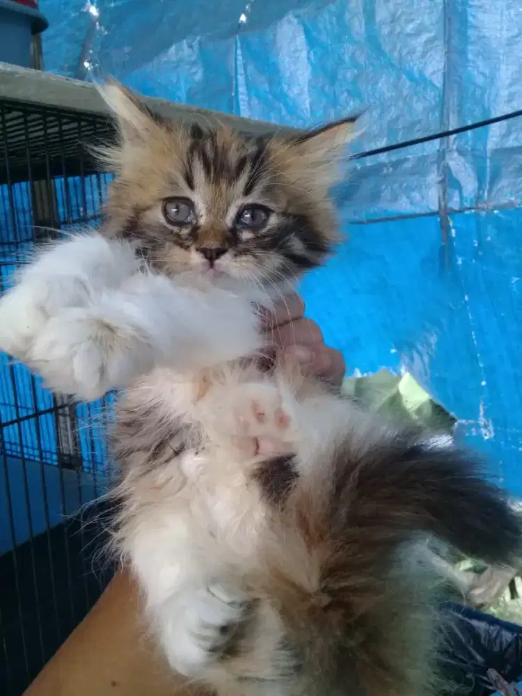 Oper Adop anakan persia betina 4 bulan kurang