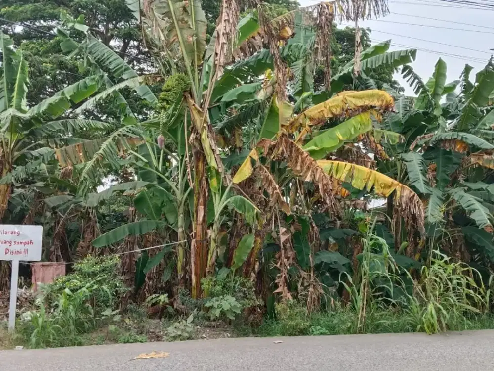 Tanah di Jln Raya Pulo Sirih, Sukajadi, Kab. Bekasi Luas 3.600 Rp 1 Jt/m SHM