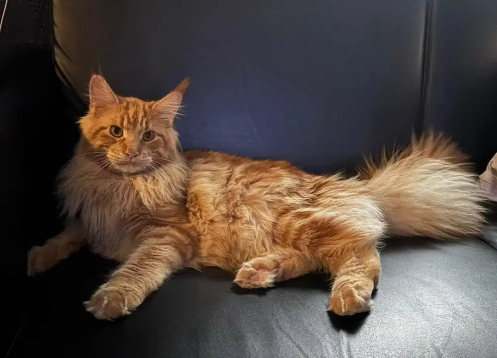 Kucing Mainecoon