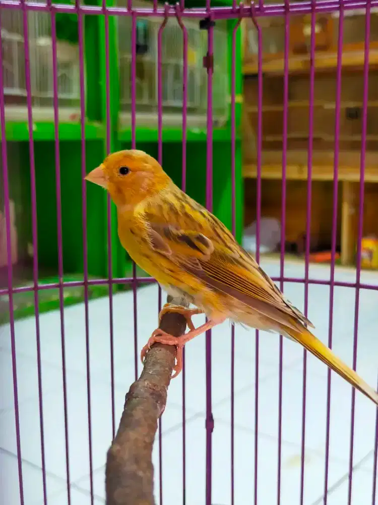 Burung kenari betina