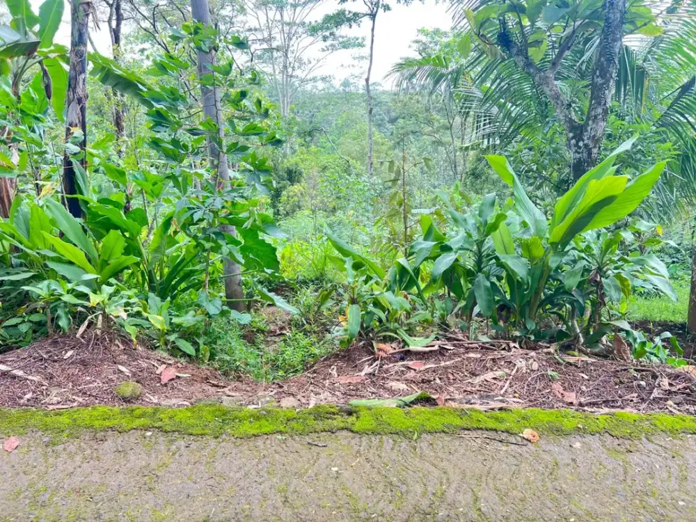 Tanah 2000m² Udara Dingin Ngargoyoso, Karanganyar