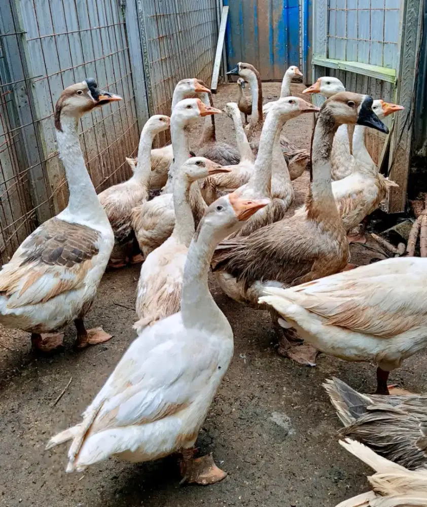 Angsa cantik siap kirim!!!