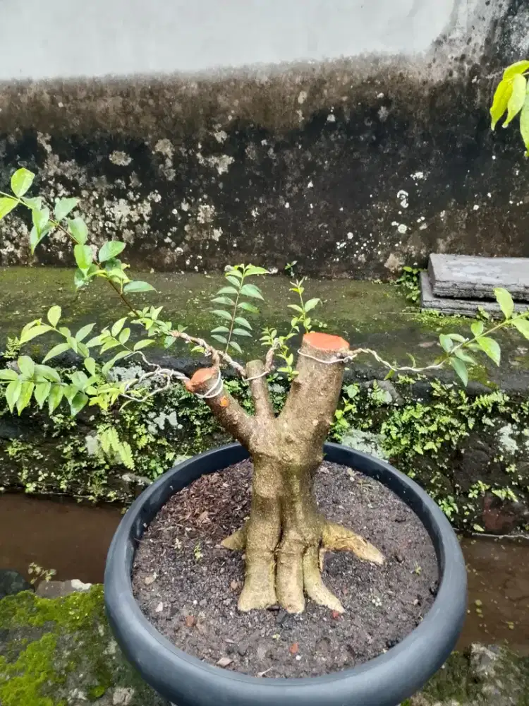 Bahan bonsai bagus