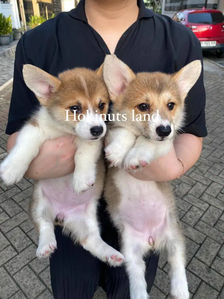 Dijual anak anjing puppy Corgi Betina Femal sable white vaksin stambum