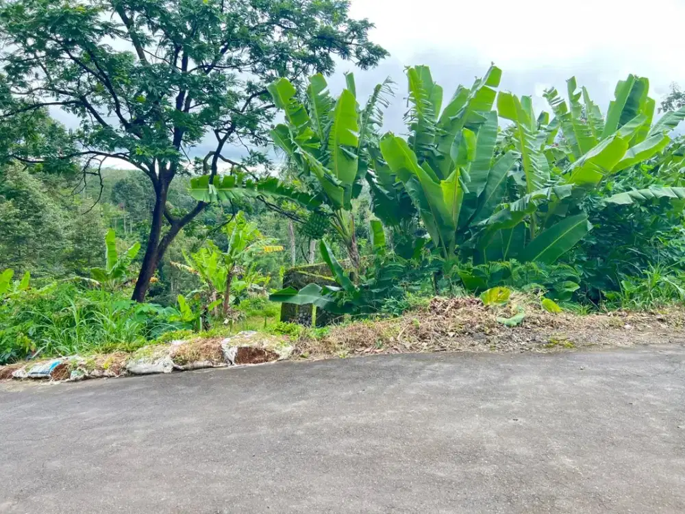 Tanah 2000m² Cocok Untuk Kebun Buah Ngargoyoso