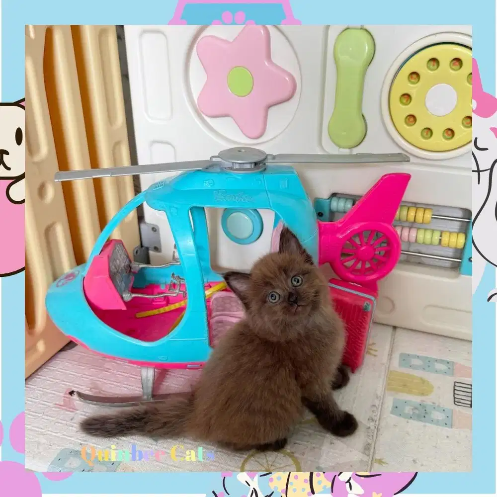 Kucing Himalaya Betina chocolate Cinnamon