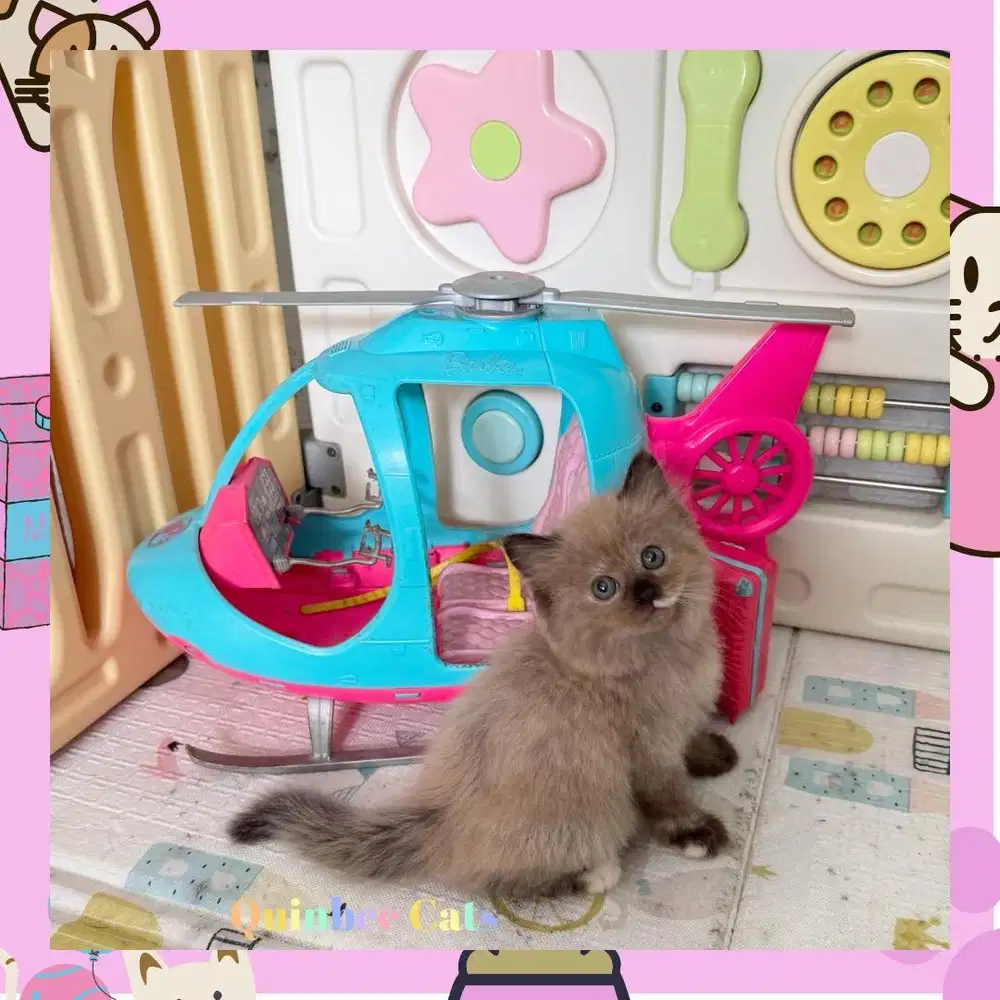 Kucing Himalaya Betina chocolate Cinnamon