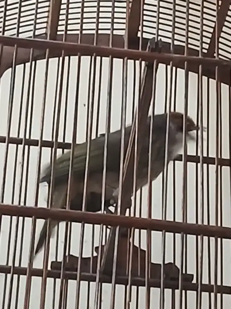 Cak rowo gacor dor video ready nilai sendiri