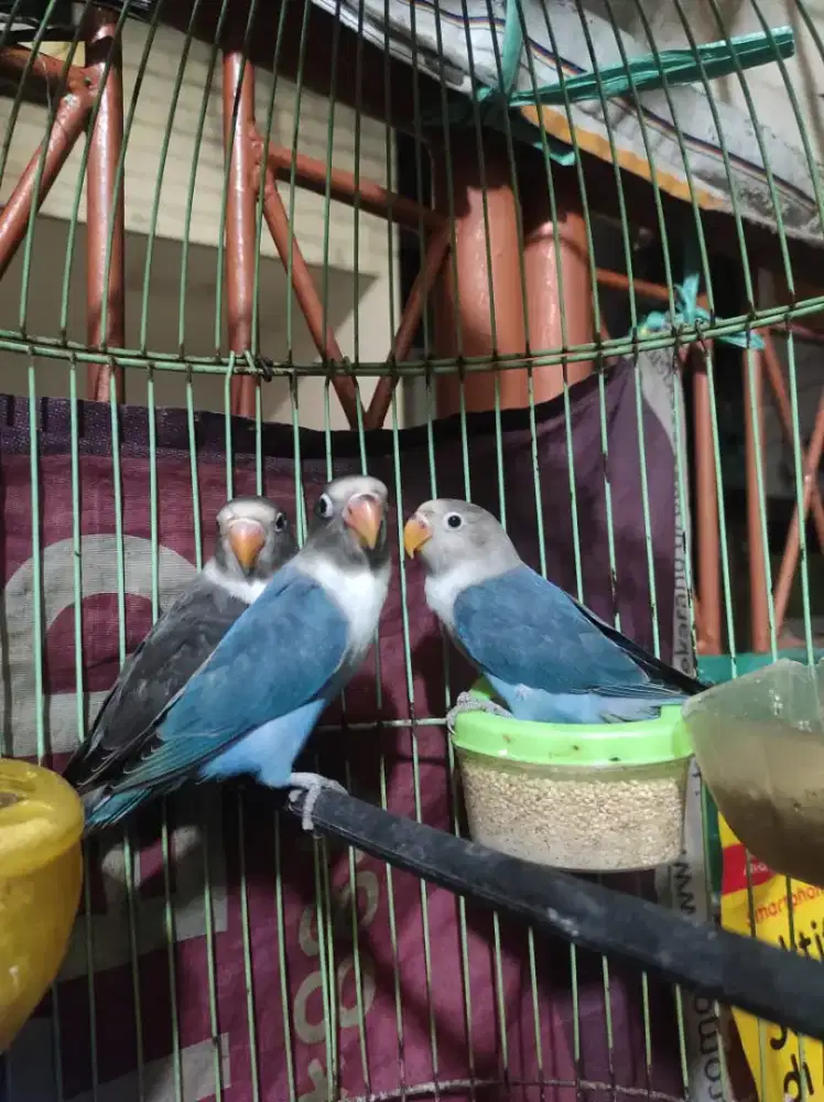 LOVEBIRD PAUD AMAN MILET