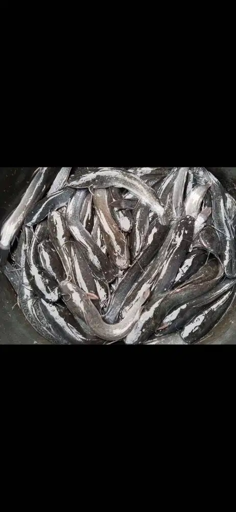 Jual lele konsumsi uk 8-10