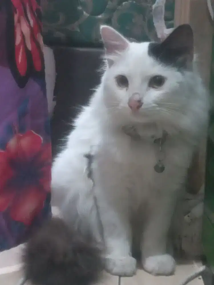 Kucung persia jantan longhair