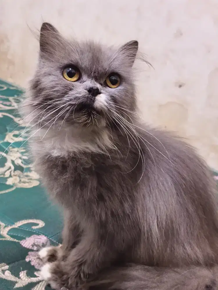 Kucing flatnose betina