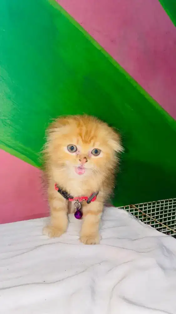 Kitten Scottish fold longhair betina