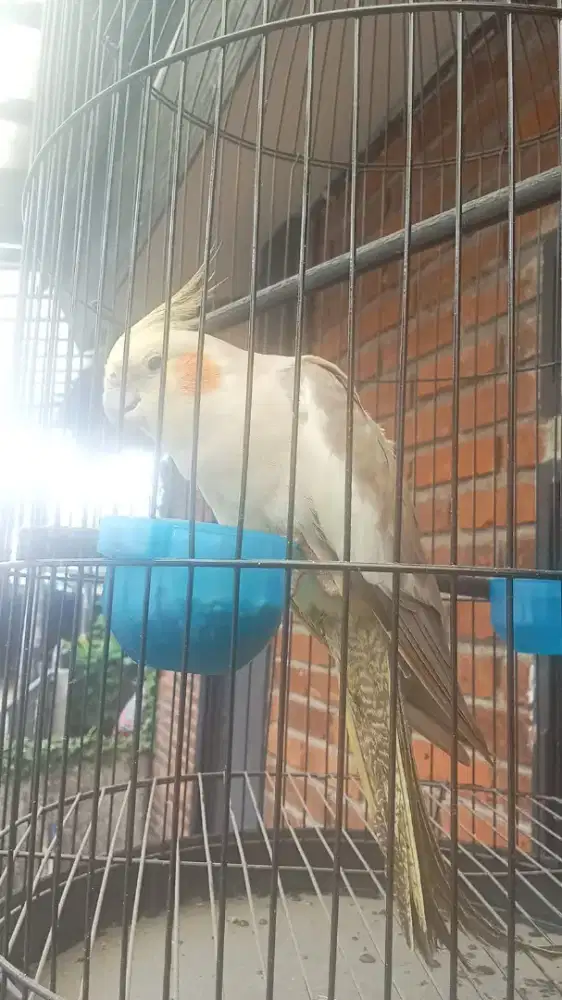 Parkit Australia/Cockatiel Falk Bird