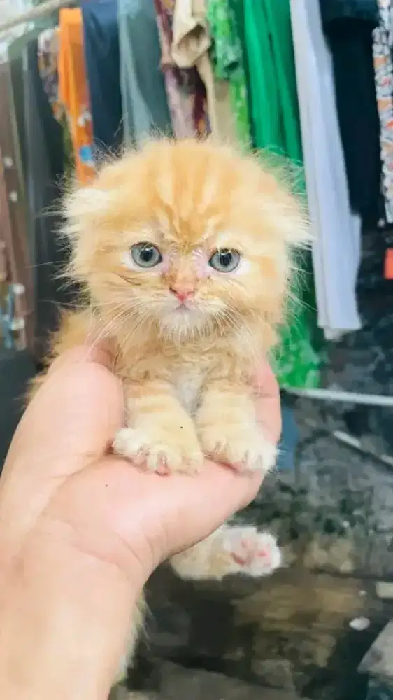 Kitten Scottish fold longhair betina