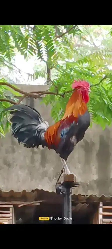 Ayam ketawa disco