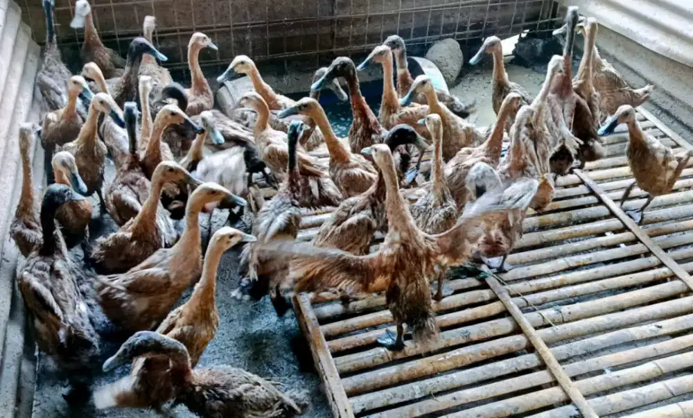 Bebek hidup siap kirim!!!