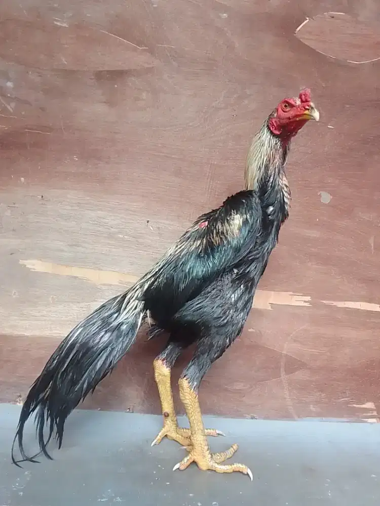 AYAM BANGKOK KLASIK UK4