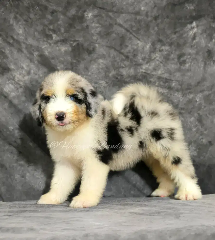 Puppy Aussiedoodle Pertama Di indonesia