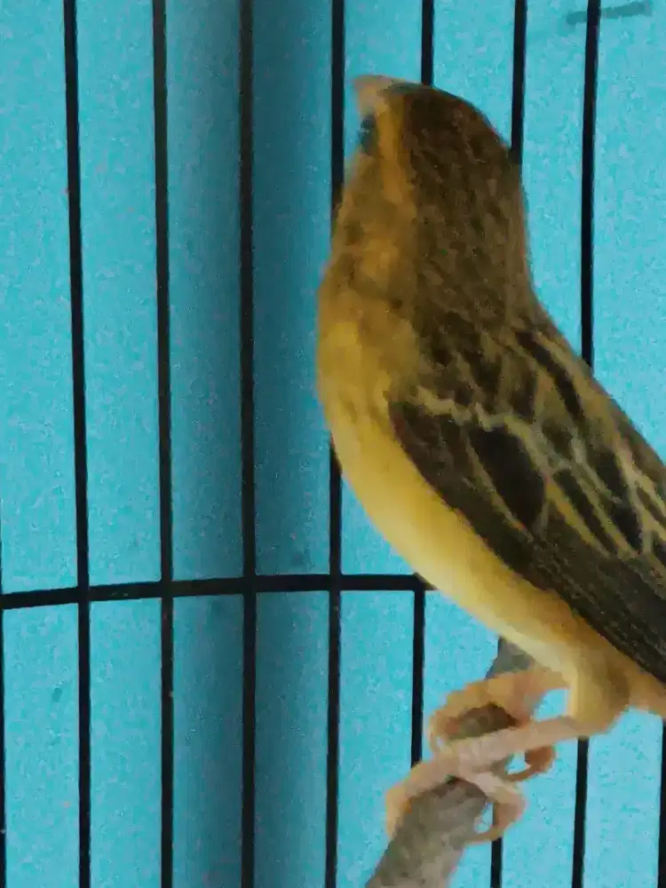 Burung manyar kelapa