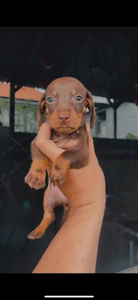 Puppy dachshund / tekel stambum