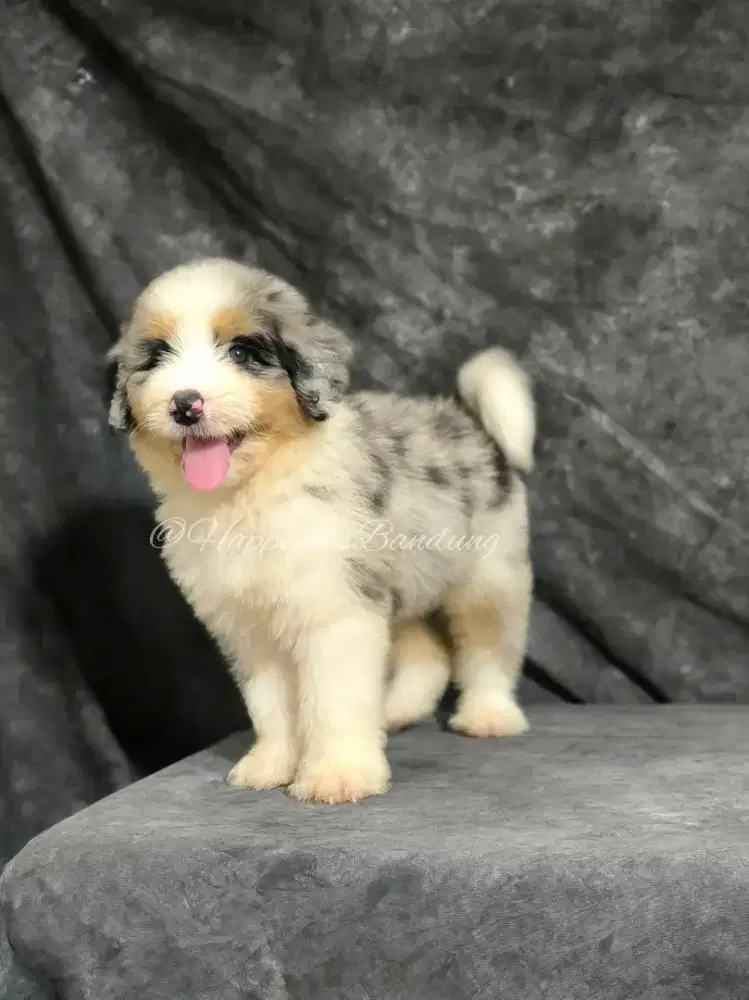 Puppy Aussiedoodle Super Rare