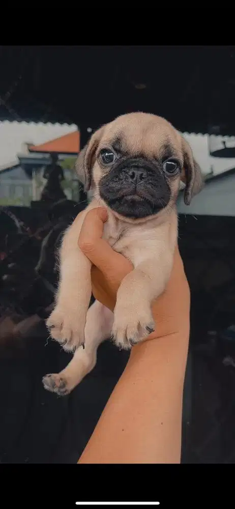 Puppy pug stambum / non